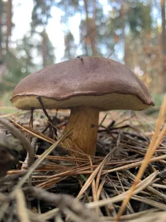 Houbu ležící na lese zemi v přírodě