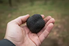 Černý lanýž v dlani, vzácná a ceněná houba v gastronomii